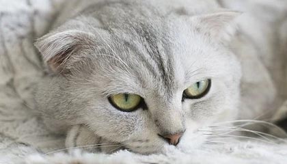 齐心协力的成语故事