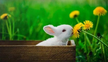 齐心协力的成语故事