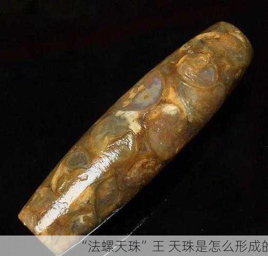 “法螺天珠”王 天珠是怎么形成的