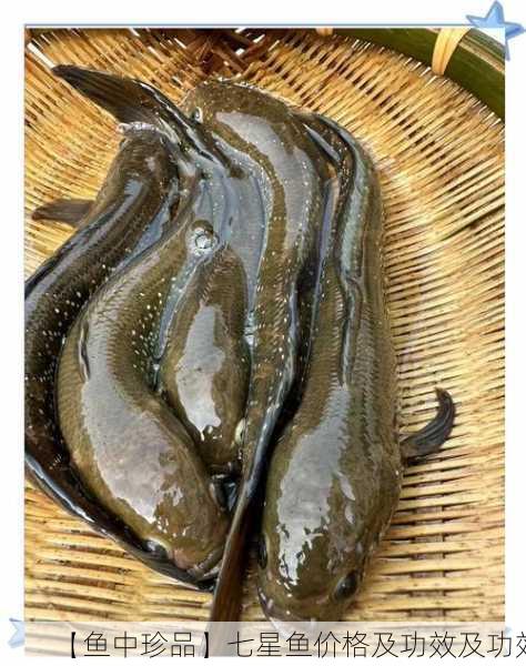 【鱼中珍品】七星鱼价格及功效及功效