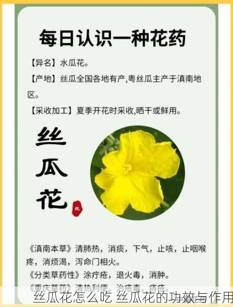 丝瓜花怎么吃 丝瓜花的功效与作用
