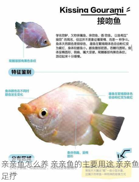 亲亲鱼怎么养 亲亲鱼的主要用途 亲亲鱼足疗
