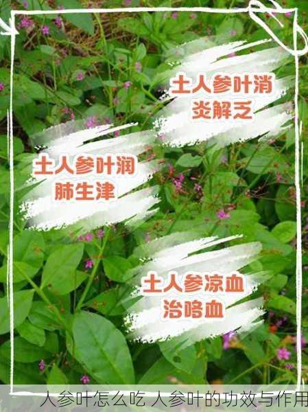 人参叶怎么吃 人参叶的功效与作用