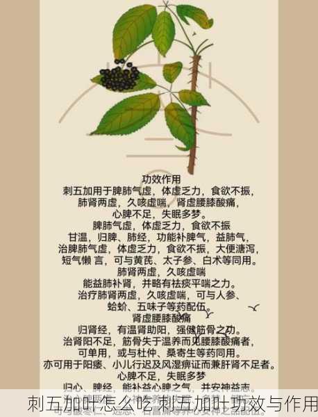 刺五加叶怎么吃 刺五加叶功效与作用