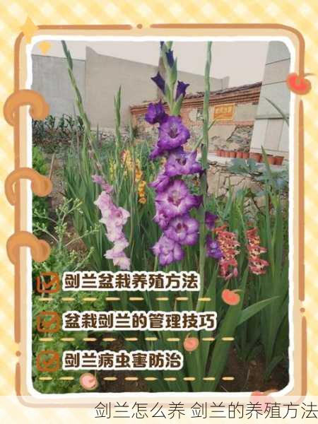 剑兰怎么养 剑兰的养殖方法