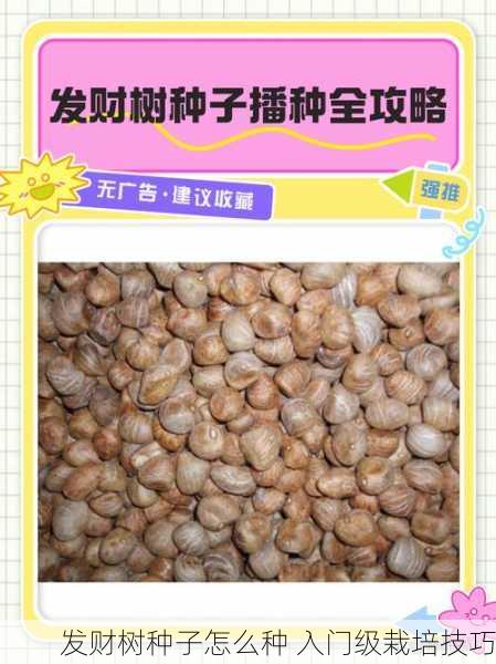 发财树种子怎么种 入门级栽培技巧