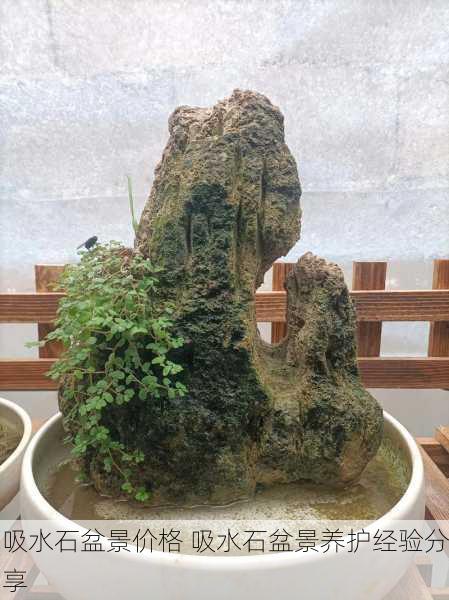 吸水石盆景价格 吸水石盆景养护经验分享