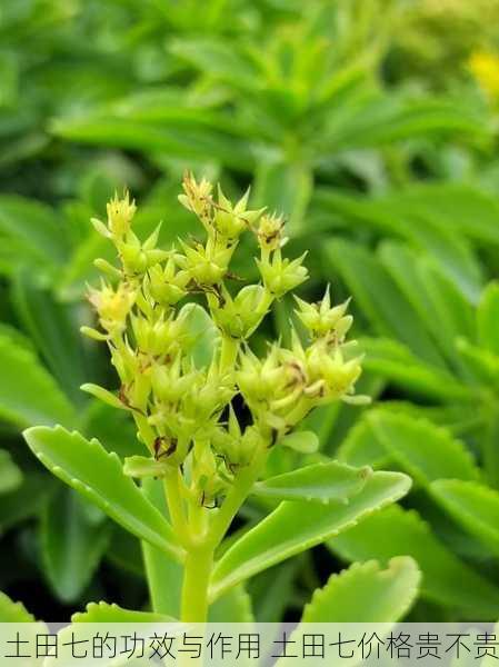 土田七的功效与作用 土田七价格贵不贵