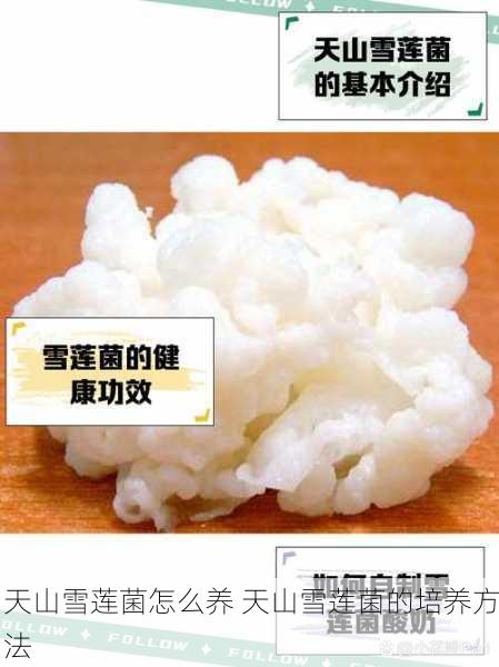 天山雪莲菌怎么养 天山雪莲菌的培养方法