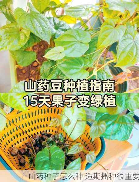 山药种子怎么种 适期播种很重要