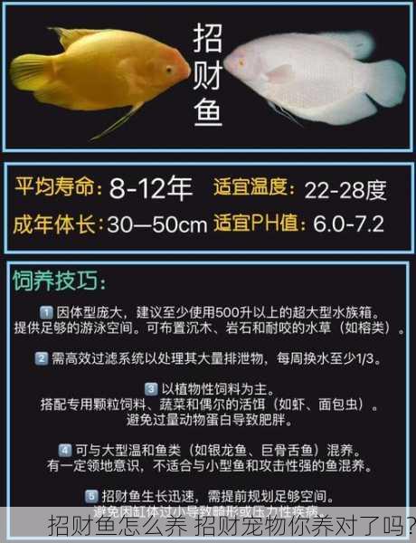 招财鱼怎么养 招财宠物你养对了吗？