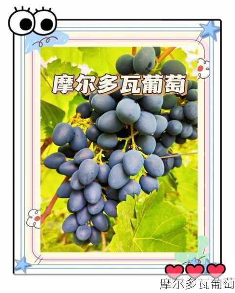 摩尔多瓦葡萄