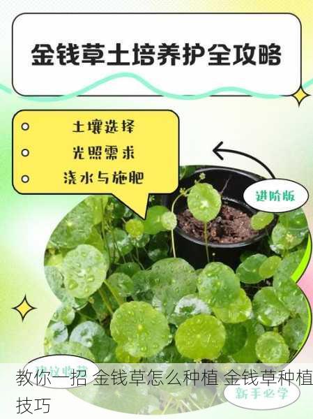 教你一招 金钱草怎么种植 金钱草种植技巧
