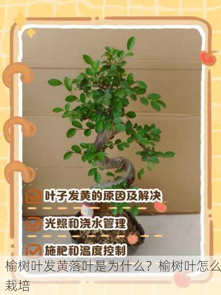 榆树叶发黄落叶是为什么？榆树叶怎么栽培