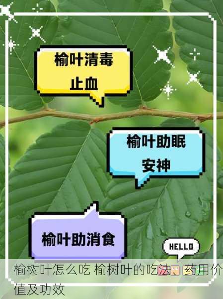 榆树叶怎么吃 榆树叶的吃法、药用价值及功效