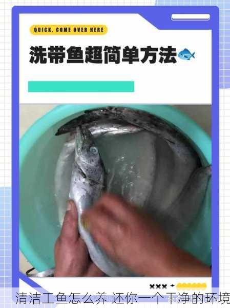 清洁工鱼怎么养 还你一个干净的环境