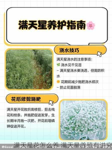 满天星花怎么养 满天星养殖有讲究
