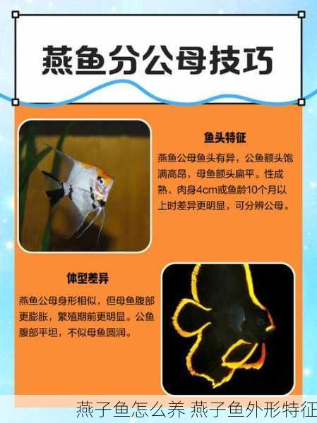 燕子鱼怎么养 燕子鱼外形特征