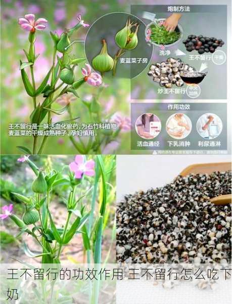 王不留行的功效作用 王不留行怎么吃下奶