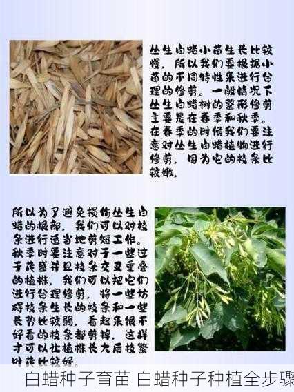 白蜡种子育苗 白蜡种子种植全步骤