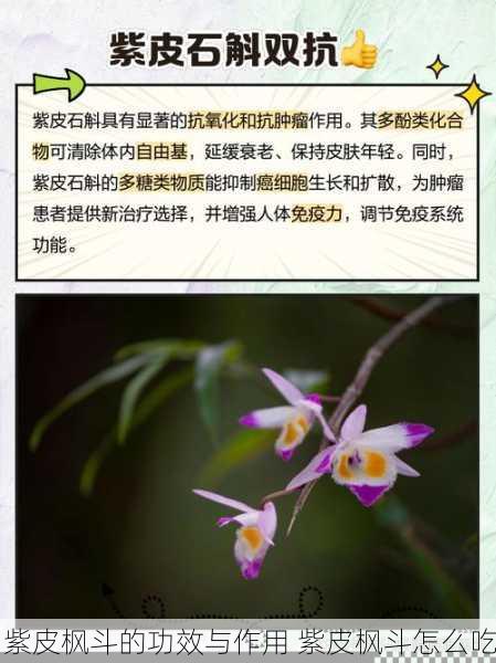 紫皮枫斗的功效与作用 紫皮枫斗怎么吃