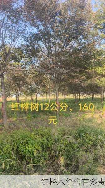 红榉木价格有多贵