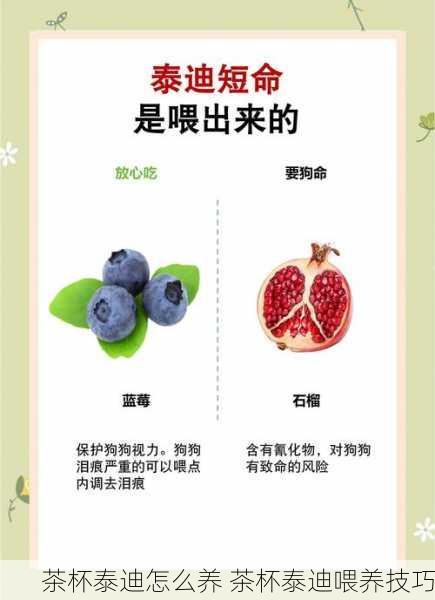 茶杯泰迪怎么养 茶杯泰迪喂养技巧