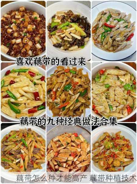 藕带怎么种才能高产 藕带种植技术