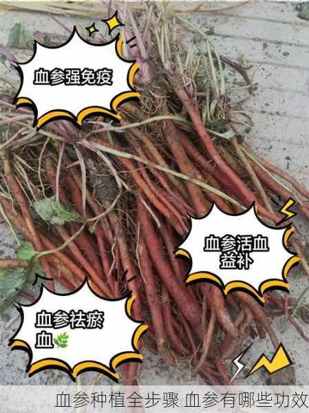 血参种植全步骤 血参有哪些功效