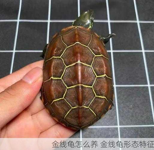 金线龟怎么养 金线龟形态特征