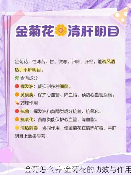 金菊怎么养 金菊花的功效与作用