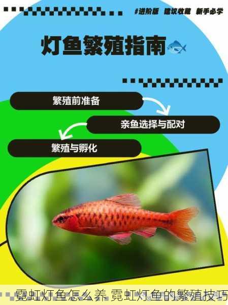 霓虹灯鱼怎么养 霓虹灯鱼的繁殖技巧