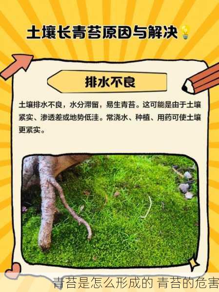 青苔是怎么形成的 青苔的危害