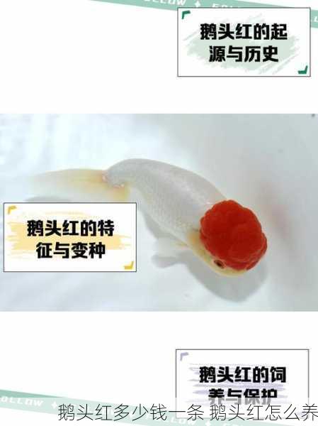 鹅头红多少钱一条 鹅头红怎么养