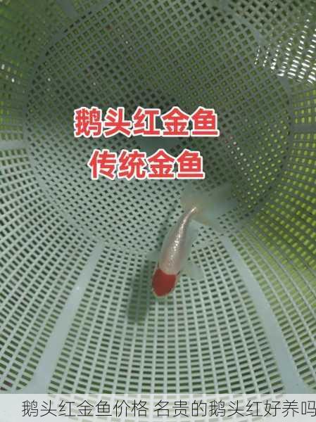 鹅头红金鱼价格 名贵的鹅头红好养吗